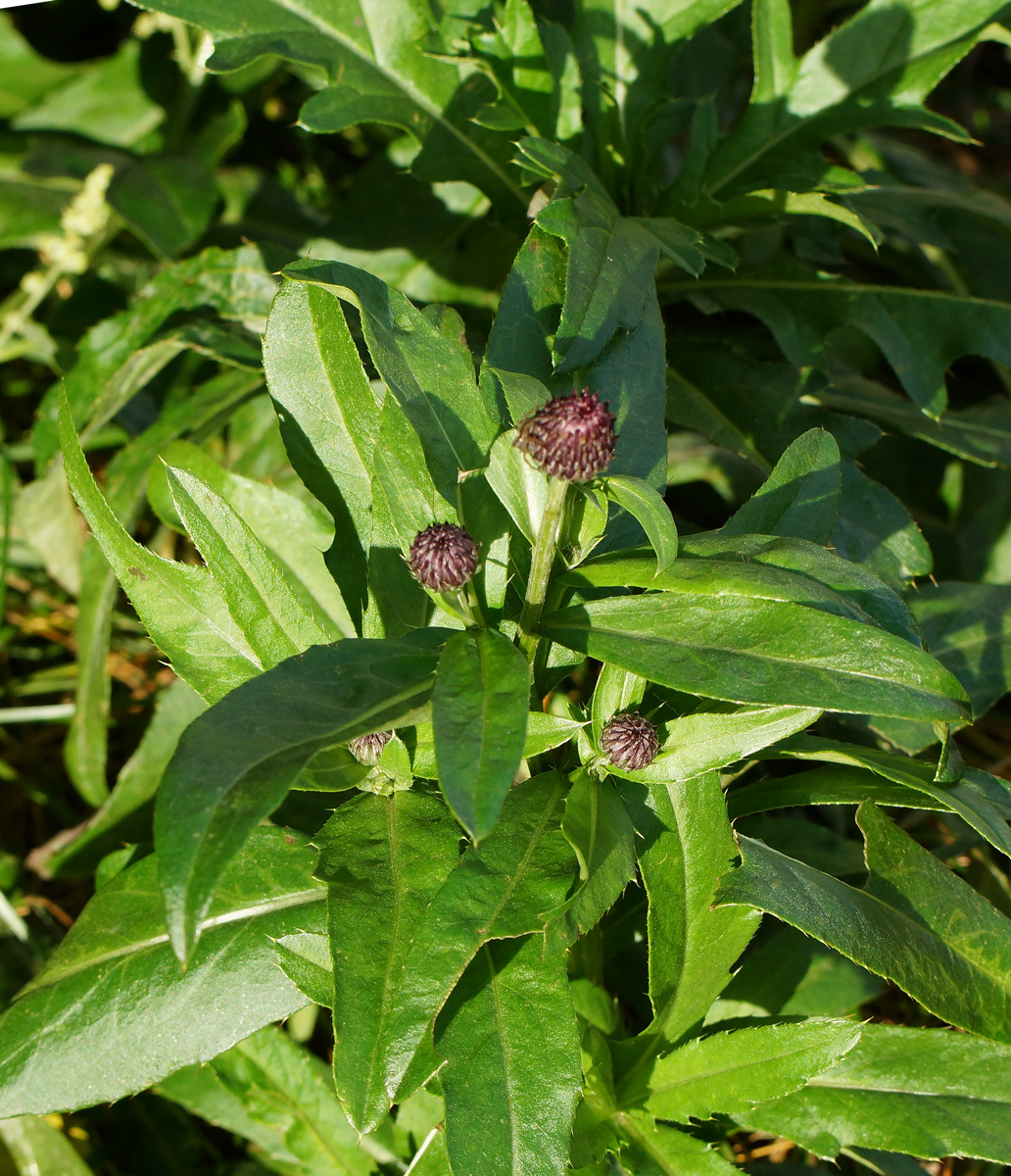 Изображение особи Cirsium setosum.