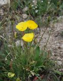 genus Papaver. Цветущее растение. Алтай, плоскогорье Укок, перевал Теплый ключ, ≈ 2900 м н.у.м., каменистый склон. 23.07.2010.