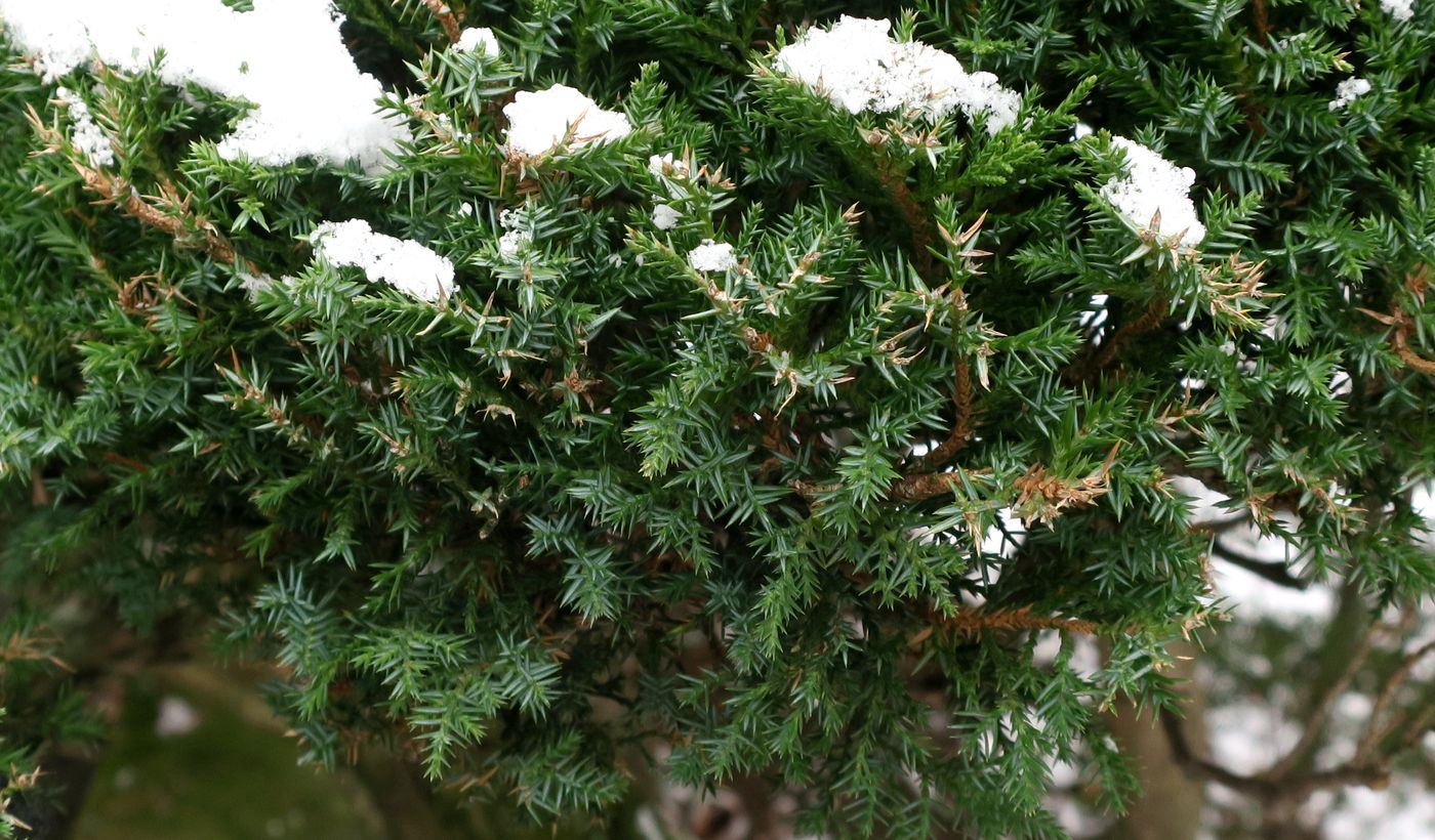 Изображение особи род Juniperus.