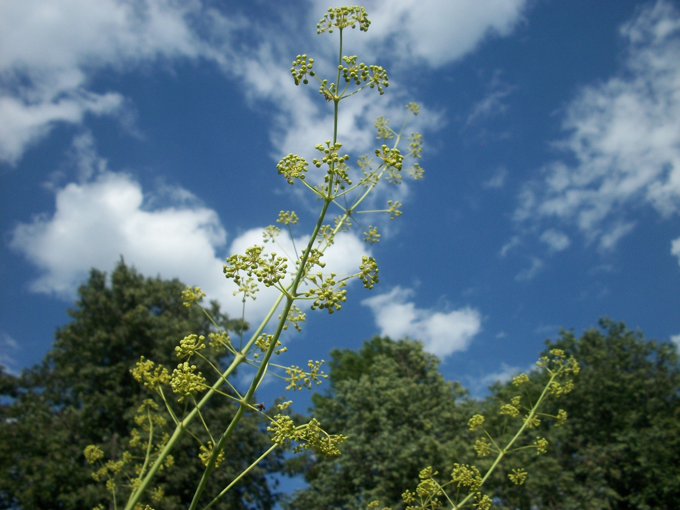 Изображение особи Komaroviopsis anisosperma.