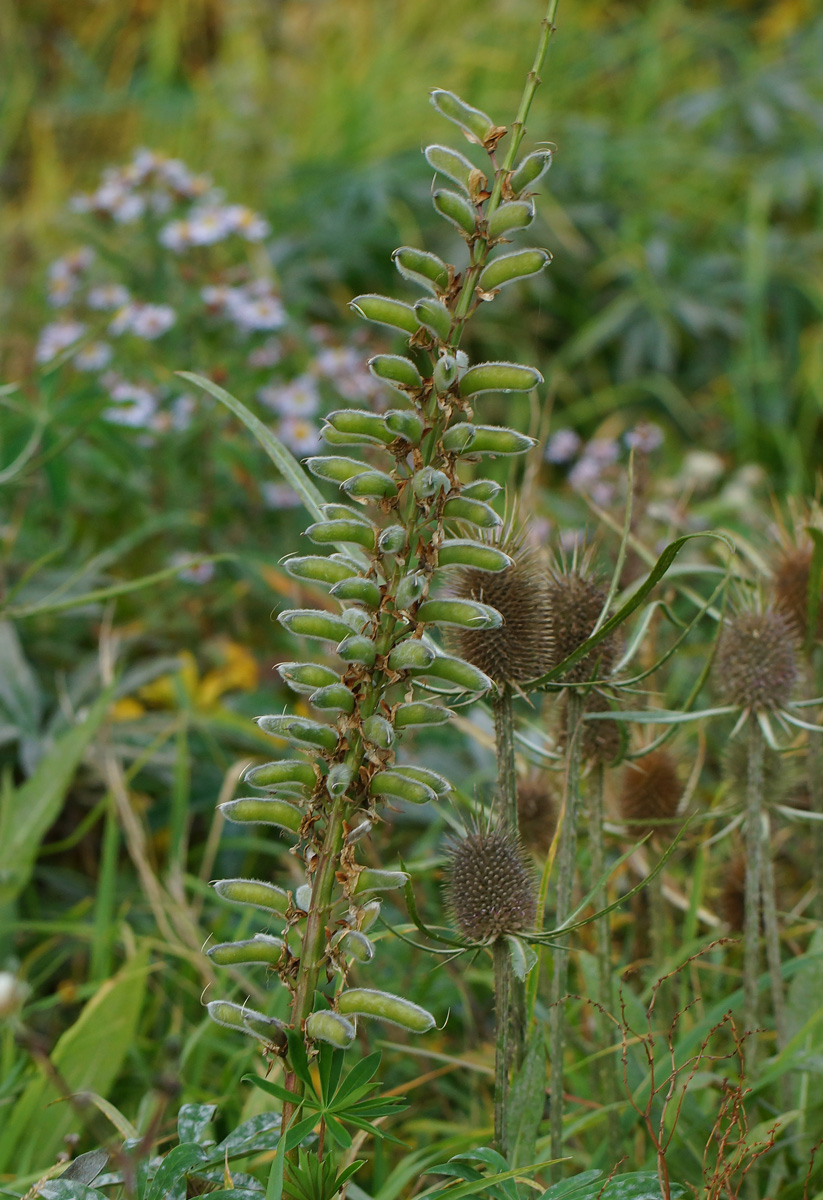 Image of Lupinus &times; regalis specimen.