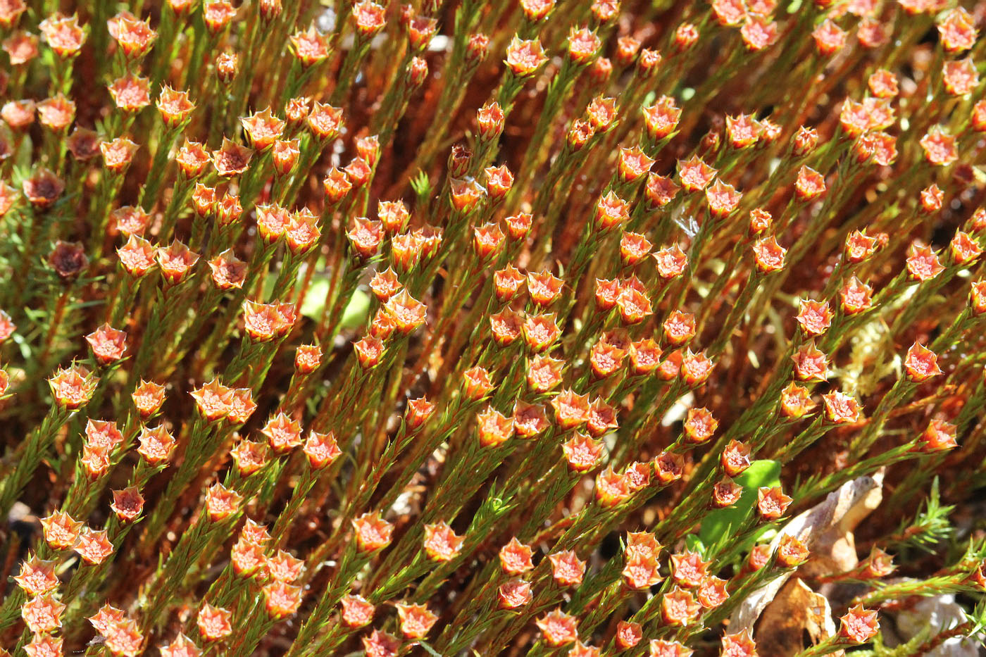 Image of Polytrichum juniperinum specimen.