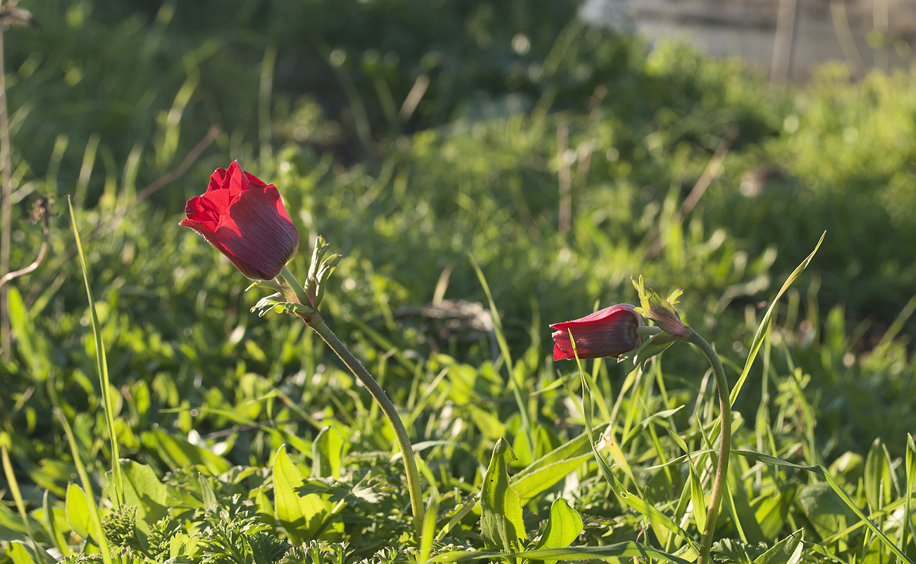 Изображение особи Anemone coronaria.