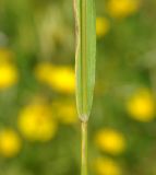 Bromus scoparius