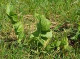 Armoracia rusticana