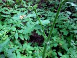 Heracleum sibiricum. Часть цветущего побега с верхним стеблевым листом со вздутым влагалищем. Украина, Черкасская обл., Каневский р-н, Региональный ландшафтный парк \"Трахтемиров\", лесная дорога. 3 июля 2010 г.