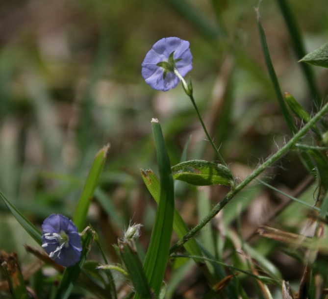 Изображение особи Evolvulus alsinoides.