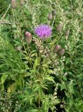Serratula manshurica