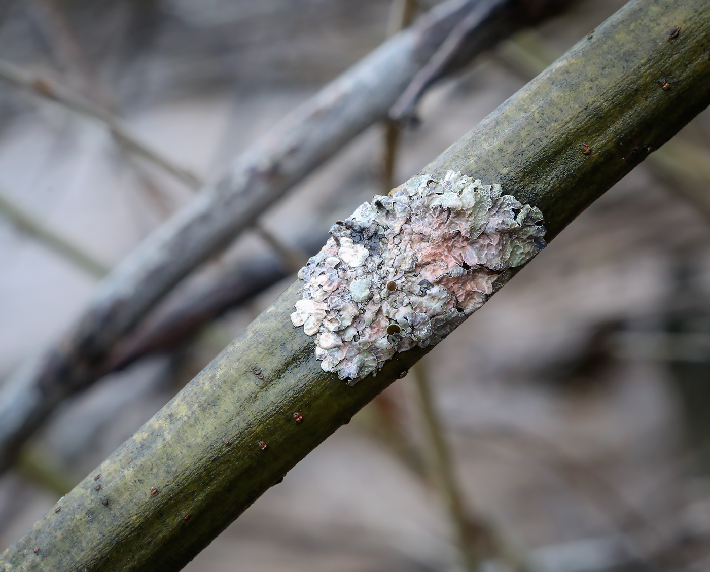 Изображение особи Parmelia sulcata.