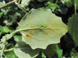 Populus alba