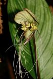 Tacca integrifolia