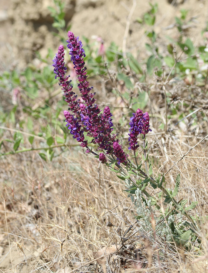 Изображение особи Salvia tesquicola.