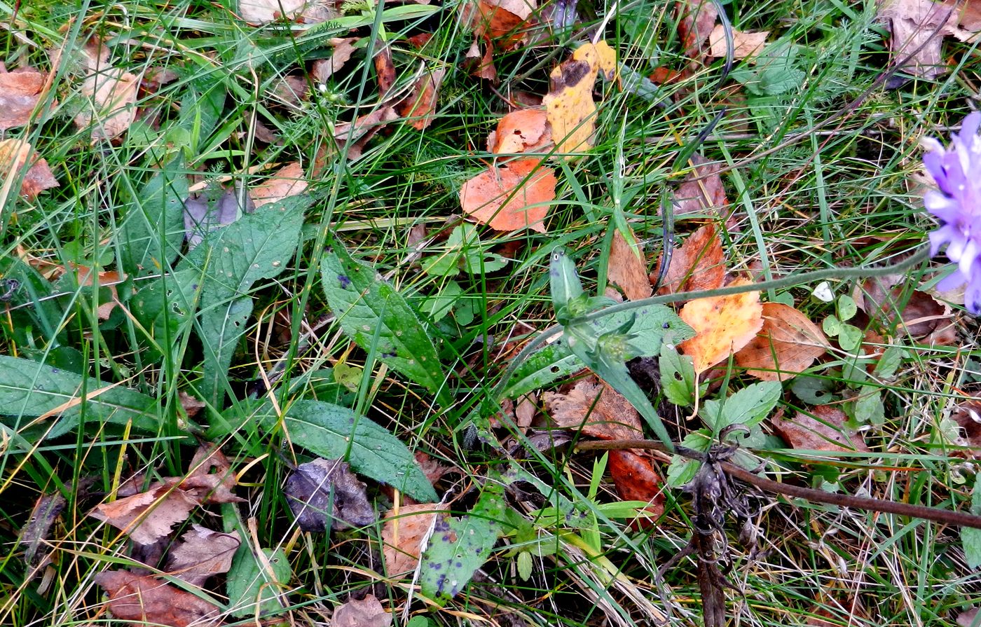 Image of Knautia arvensis specimen.