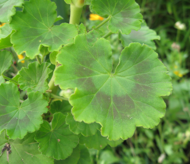 Изображение особи Pelargonium hortorum.