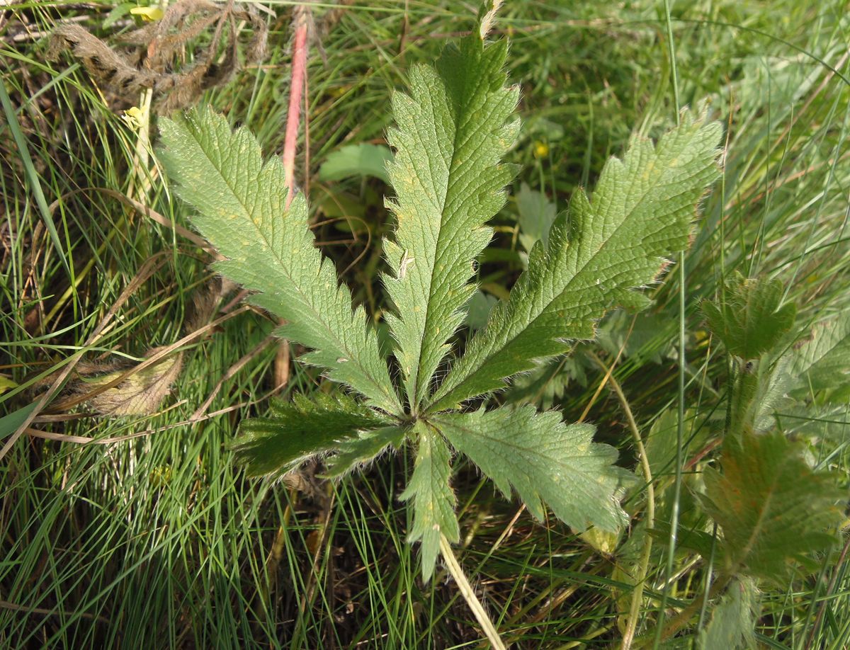 Image of Potentilla recta specimen.