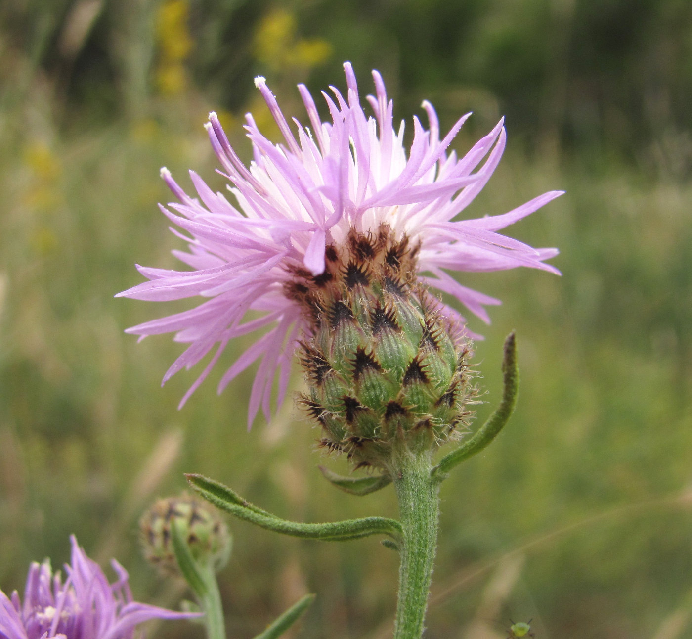 Изображение особи Centaurea biebersteinii.