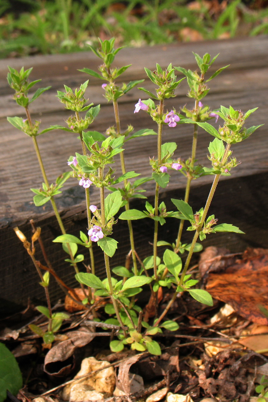 Изображение особи Ziziphora acinos.