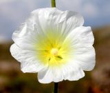 Alcea nudiflora