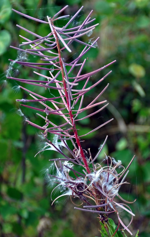 Изображение особи Chamaenerion angustifolium.