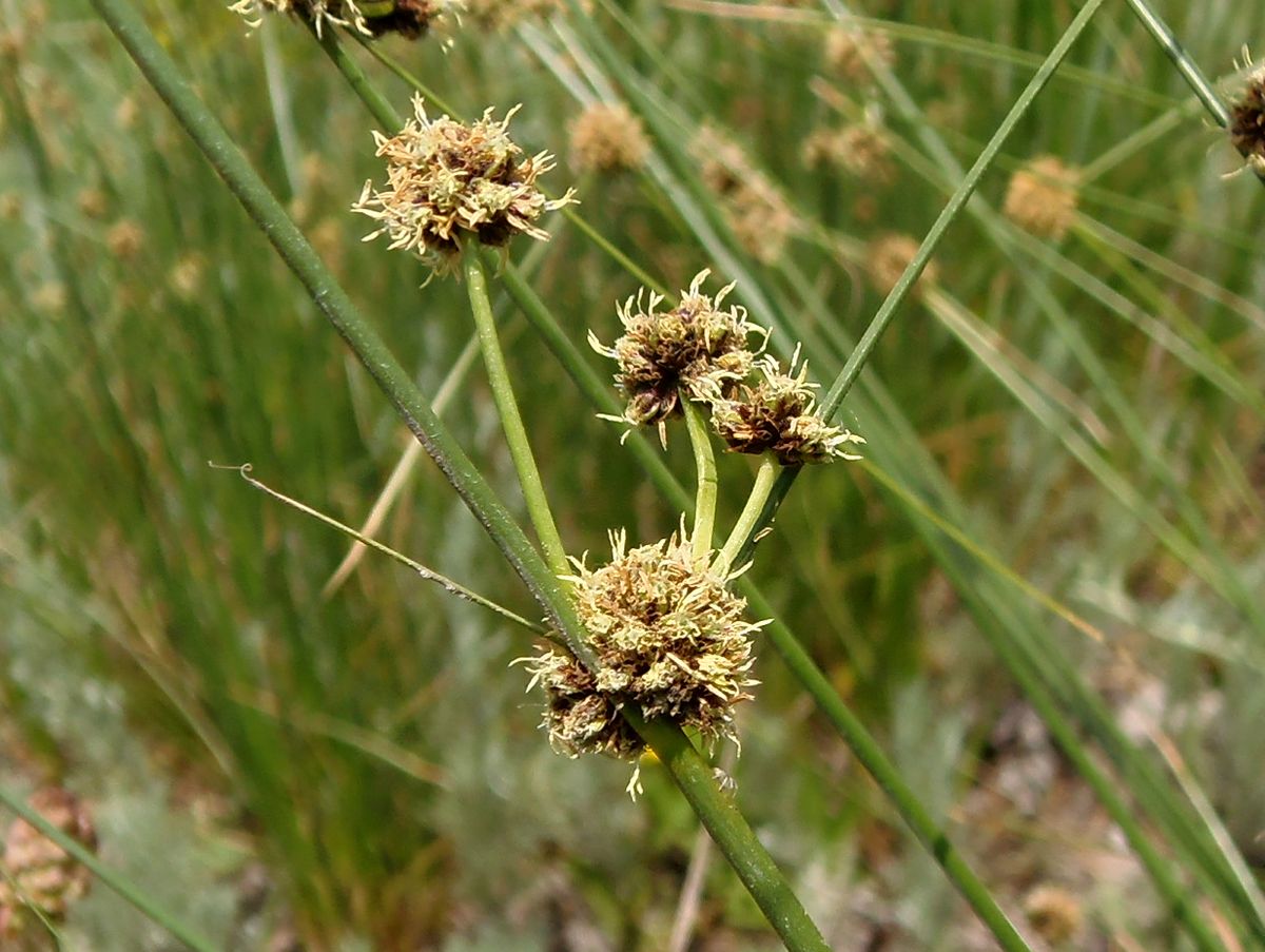 Изображение особи Scirpoides holoschoenus.