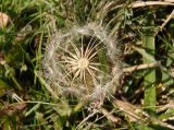 Taraxacum bessarabicum. Часть соплодия. Украина, г. Запорожье, балка Партизанская, влажный луговой участок возле р. Хортичанки. 23.09.2020.