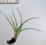 Image of specimen