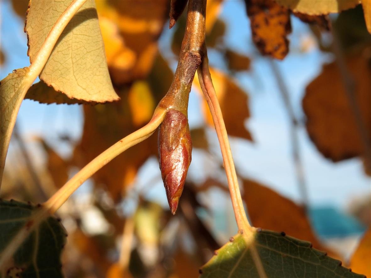 Image of Populus &times; rasumowskiana specimen.