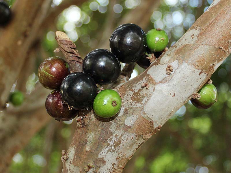 Image of Plinia cauliflora specimen.