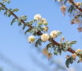 Vachellia reficiens. Часть побега с соцветиями. Намибия, регион Erongo, ок. 20 км к востоку от г. Свакопмунд, пустыня Намиб, национальный парк \"Dorob\", 320 м н. у. м., песчаная пустыня. 03.03.2020.