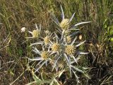 Eryngium amethystinum. Верхушка цветущего растения. Хорватия, Дубровник, гора Srd, травянистый склон с одиночными кустарниками. 28 августа 2010 г.