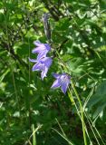 Campanula turczaninovii. Верхушка побега с цветками. Иркутская обл., Слюдянский р-н, мыс Шаманский, склон сопки, редкий лес. 02.07.2020.