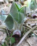 Asarum europaeum