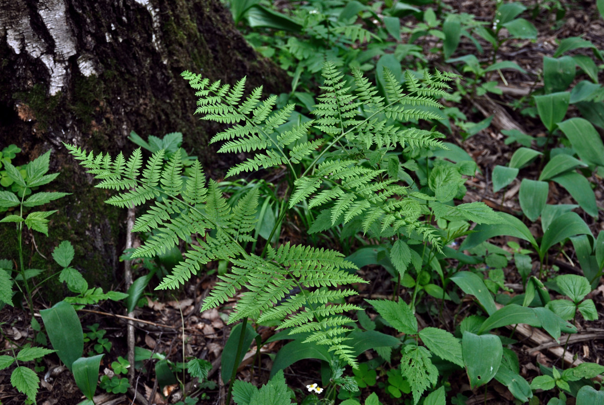 Изображение особи Pteridium pinetorum.