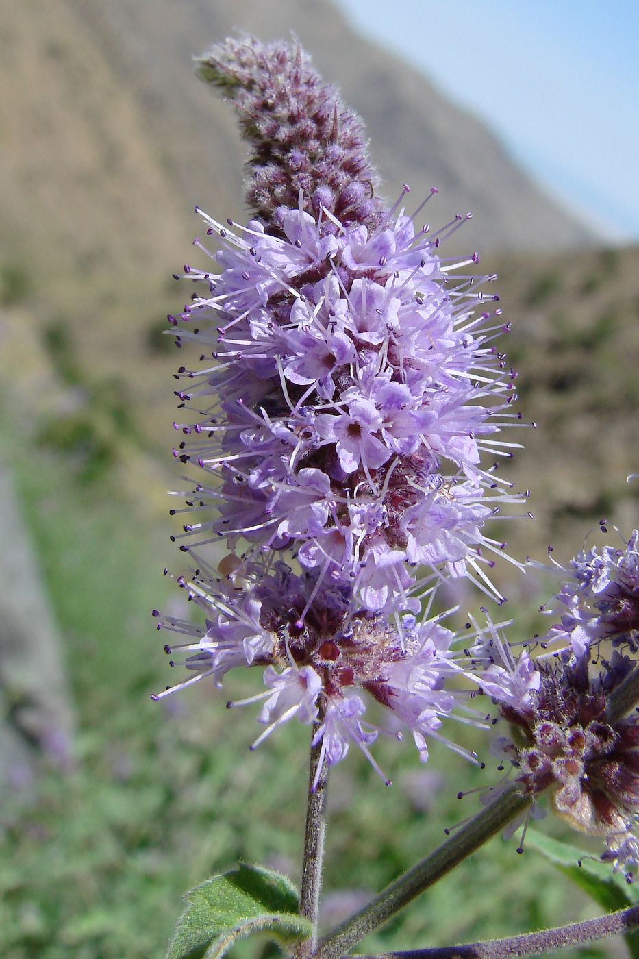 Image of Mentha pamiroalaica specimen.