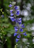 Delphinium elatum