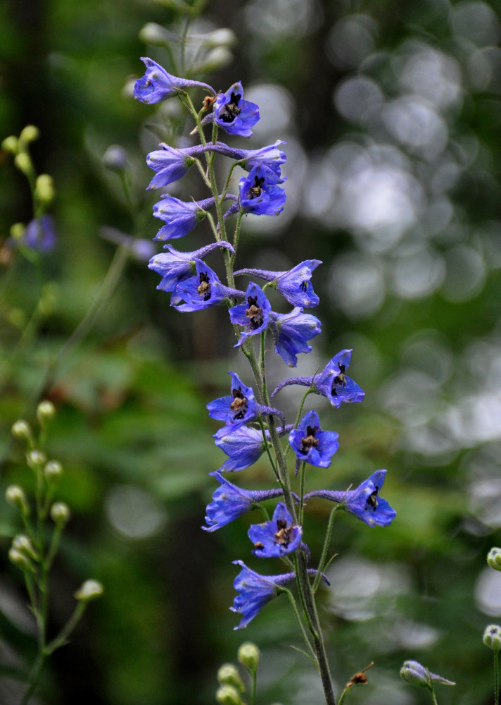 Изображение особи Delphinium elatum.