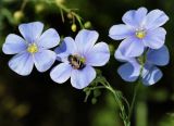 Linum austriacum. Цветки с кормящейся пчелой Lasioglossum sp. Краснодарский край, окр. г. Тихорецк, суходольный луг. 02.06.2019.