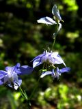 Aquilegia parviflora
