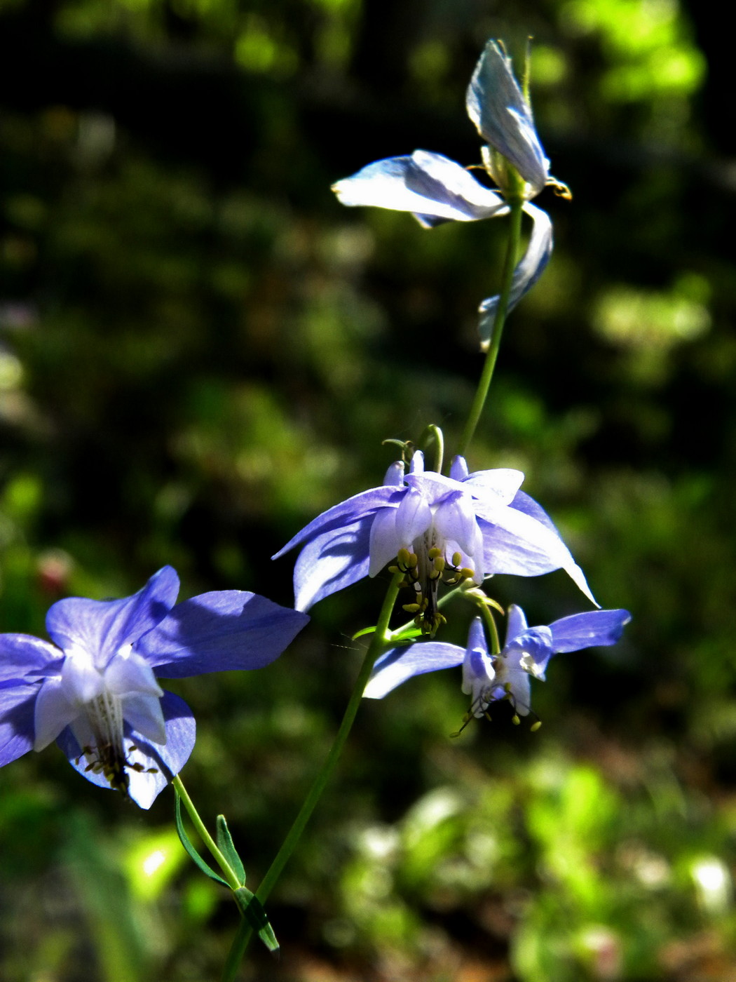 Изображение особи Aquilegia parviflora.