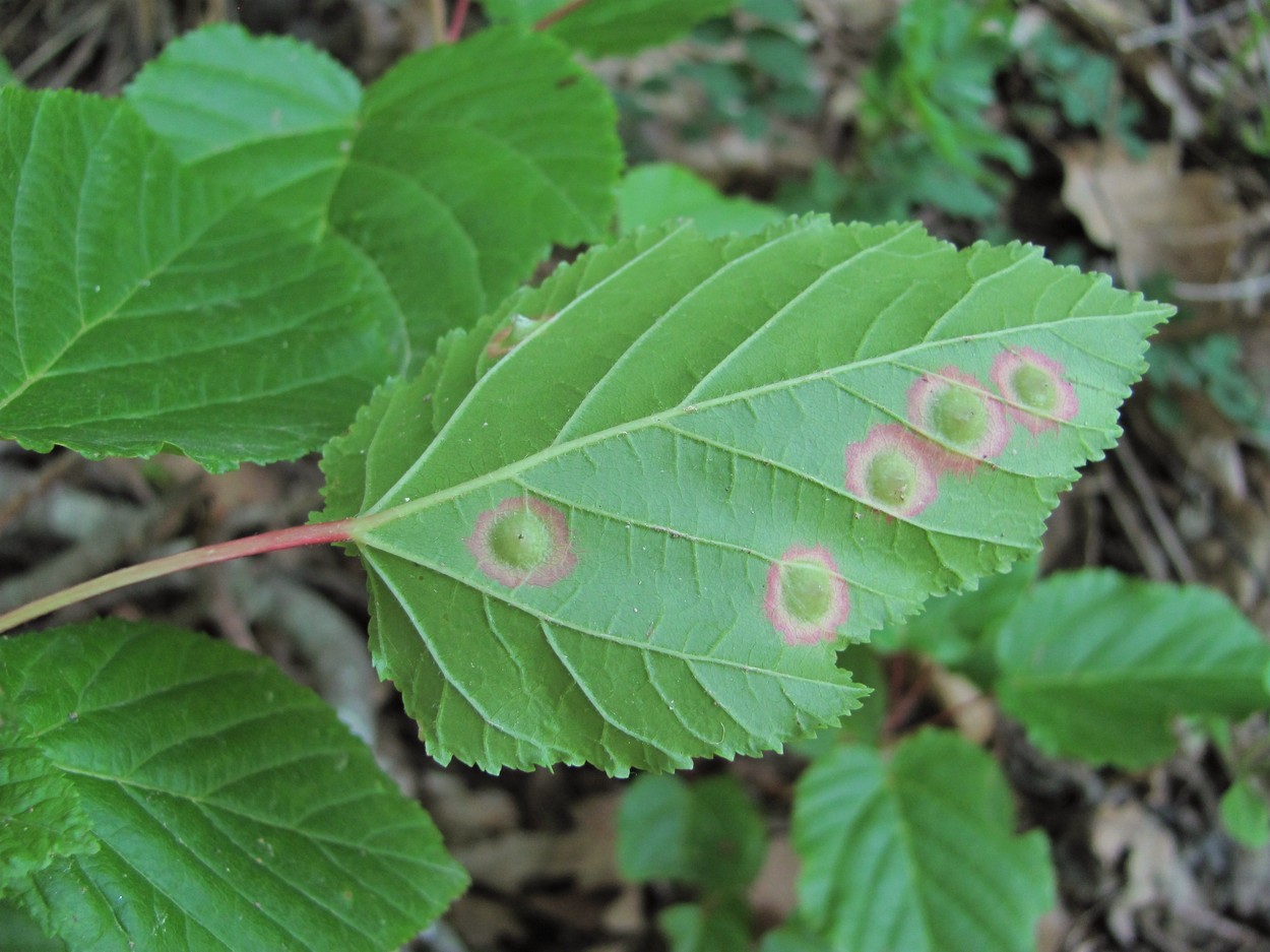 Image of Acer tataricum specimen.