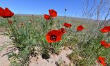 Papaver pavoninum