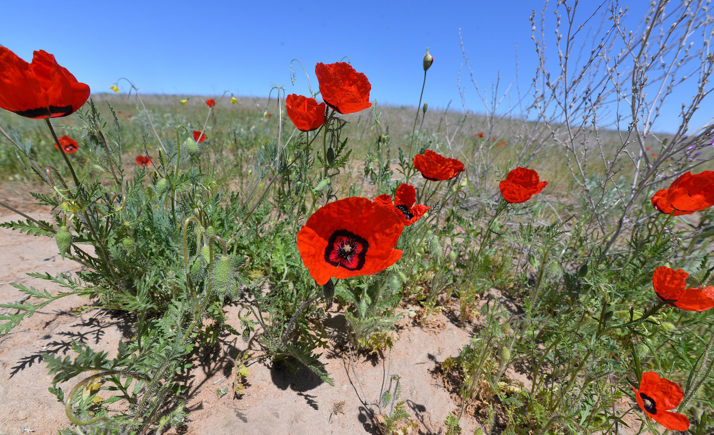 Изображение особи Papaver pavoninum.