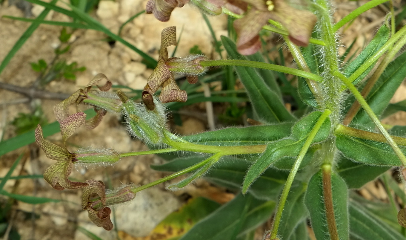 Image of Hesperis tristis specimen.
