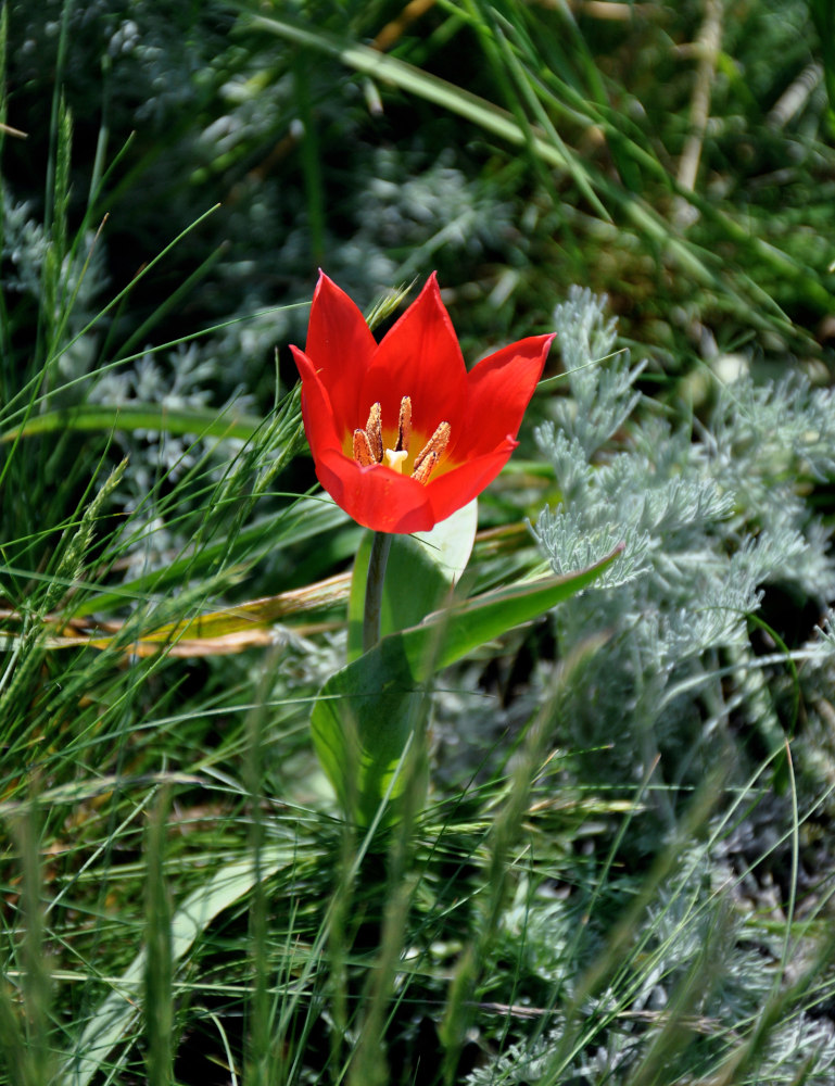 Image of Tulipa suaveolens specimen.