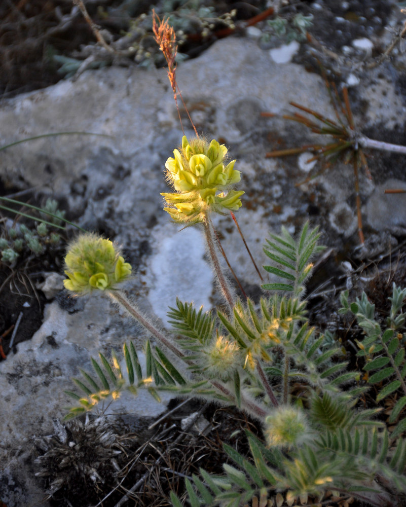 Image of Oxytropis pilosa specimen.