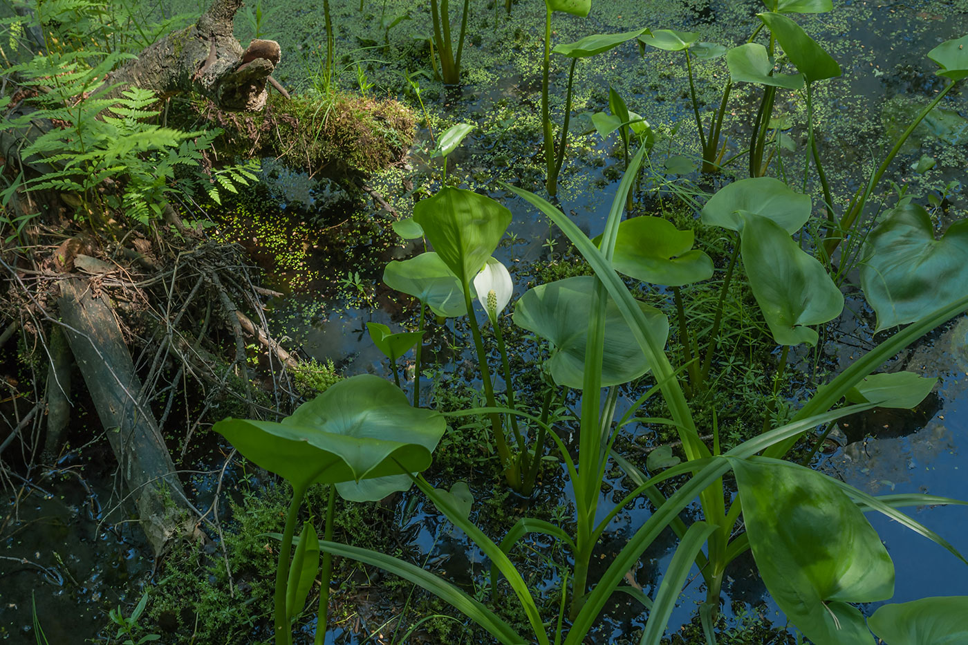 Изображение особи Calla palustris.