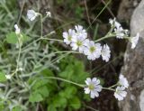 Cerastium biebersteinii