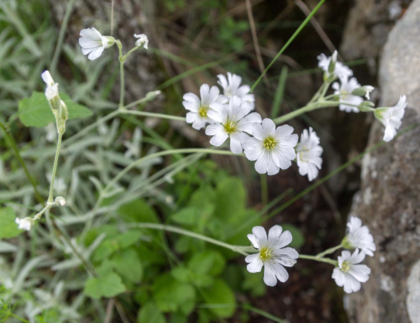 Изображение особи Cerastium biebersteinii.