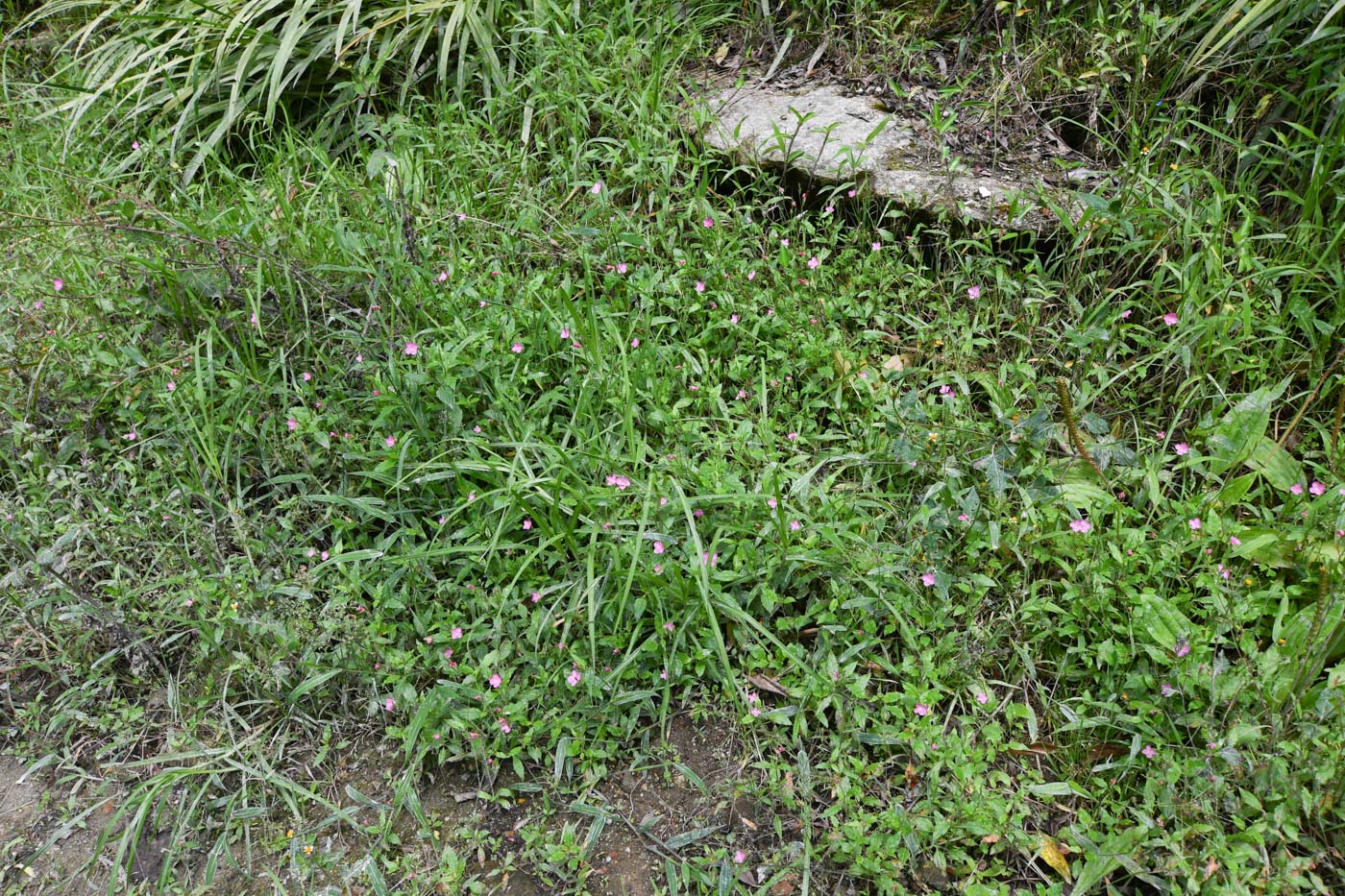 Image of Oenothera rosea specimen.