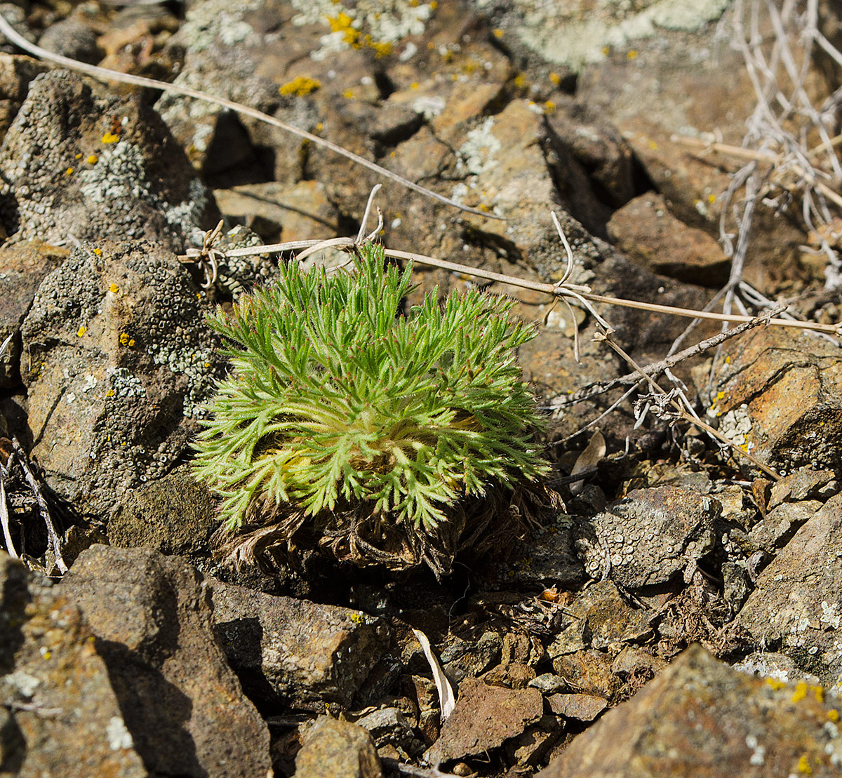 Image of Chamaerhodos erecta specimen.